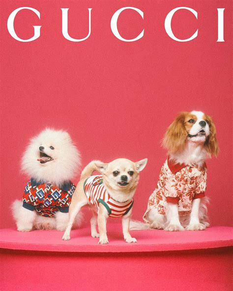 goedkope gucci pet|gucci pet collection.